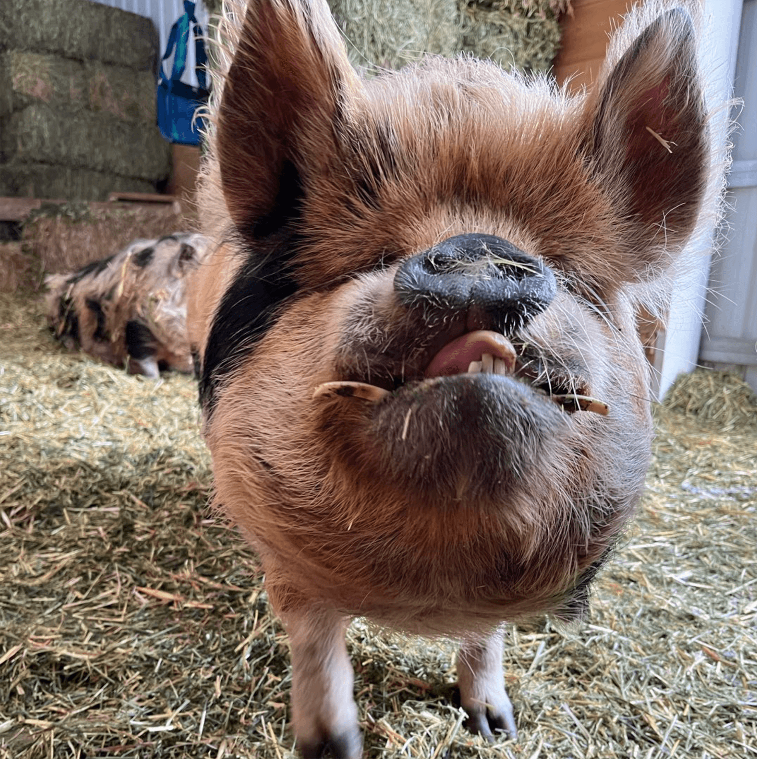 Kune pig Charlie